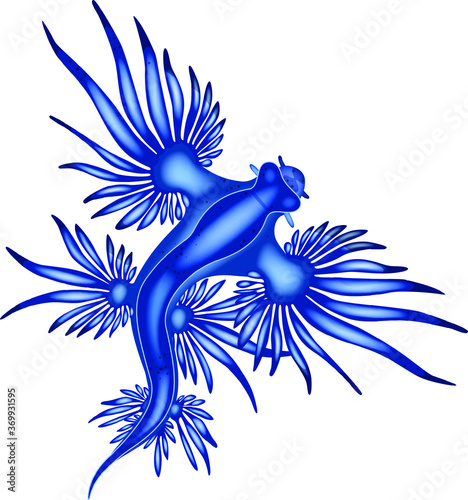 Vector illustration of a Blue Dragon Fish photo