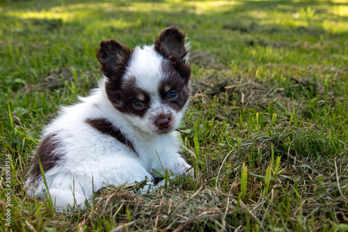 8 Wochen alter weiß brauner Chihuahua sitzt im Gras