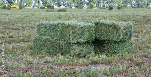 Square bales of alfalfa hay for cattle are lying on the field.
