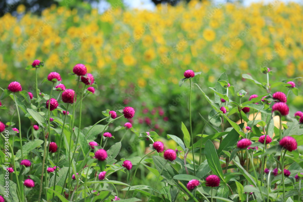 Flowers blooming in the flower bed of Oshima Kmatsugawa Park ,japan,tokyo 