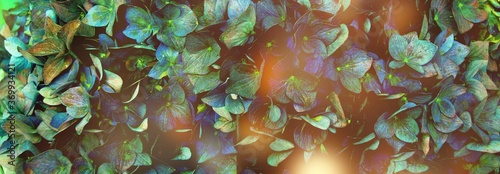 Hydrangea in beautiful colo...