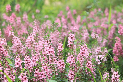 Flowers blooming in the flower bed of Oshima Kmatsugawa Park ,japan,tokyo 