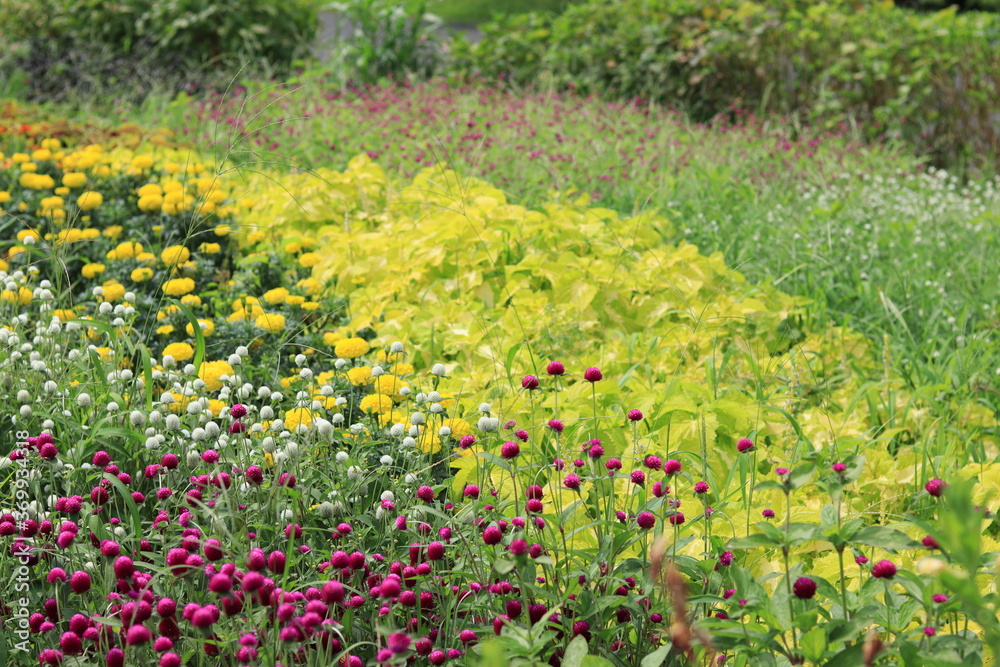 Flowers blooming in the flower bed of Oshima Kmatsugawa Park ,japan,tokyo 
