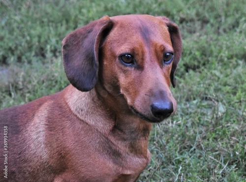 portrait of a dog