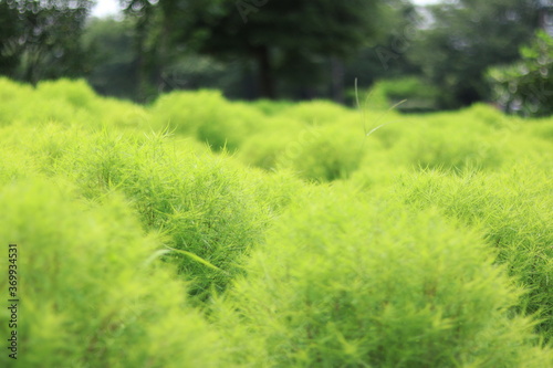 Flowers blooming in the flower bed of Oshima Kmatsugawa Park ,japan,tokyo 