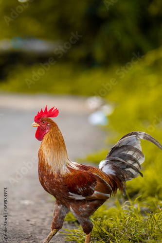 rooster(cock) in farm