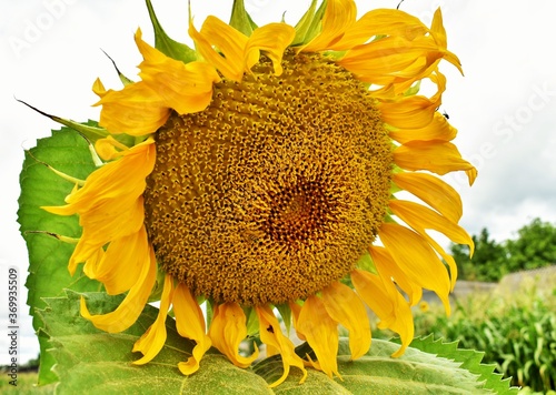 Wallpaper Mural sunflower with bee Torontodigital.ca