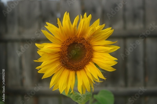 Sunflower on a wooden background. Yellow flower closeup macro centered. Agriculture august harvest crop. 