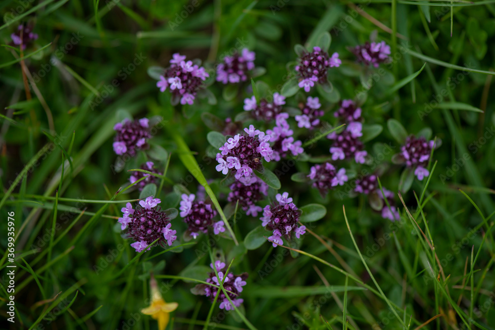 APPENNINO TOSCO EMILIANO | FLORA | SORGENTE DEL SECCHIA APPENNINO TOSCO EMILIANO | FLORA | SORGENTE DEL SECCHIA
