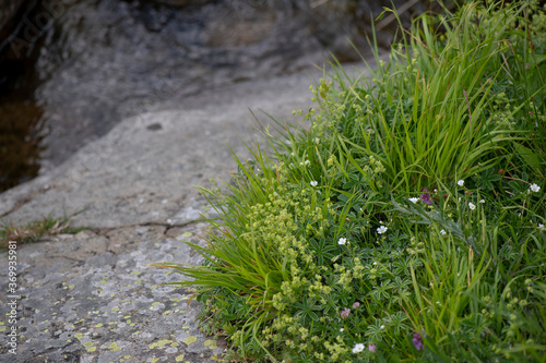 APPENNINO TOSCO EMILIANO | FLORA | SORGENTE DEL SECCHIA