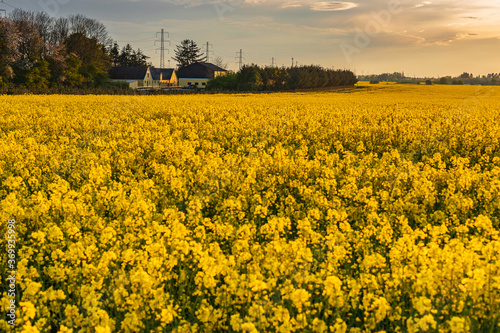 Yellow field of rapeseed in the sunset time
