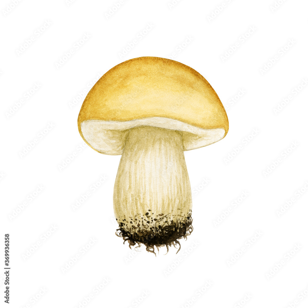 Watercolor raw forest mushroom isolated on white background. Edible fungus. Cep, brown cap boletus, cooking ingredient. Botanical hand drawn element for autumn design, menu, recipe, label, packaging.