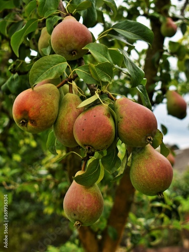 Wallpaper Mural apples on tree Torontodigital.ca