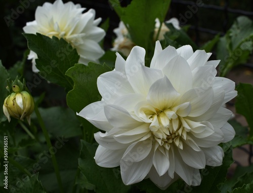 Wallpaper Mural white dahlia flower Torontodigital.ca