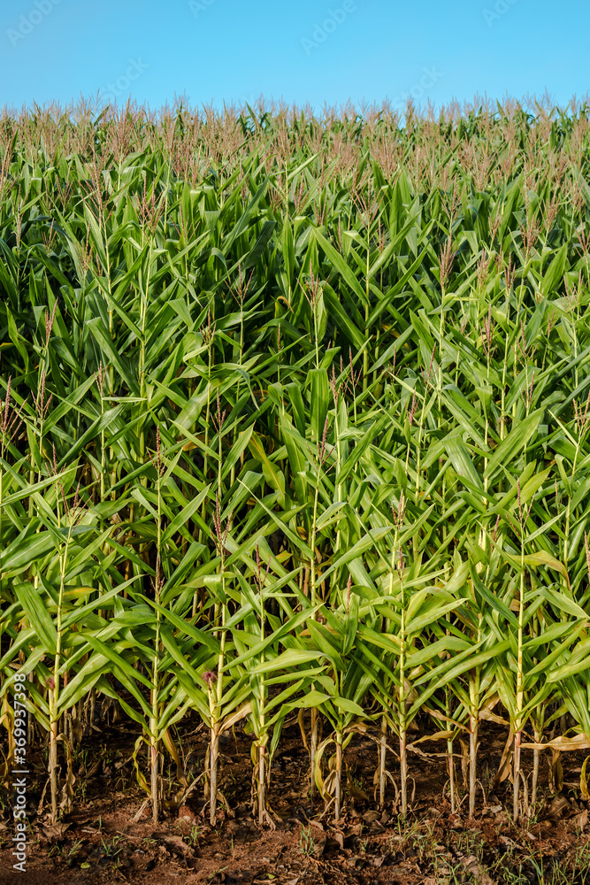 Corn plantation pattern with blue sky at farm Corn plantation pattern with blue sky at farm