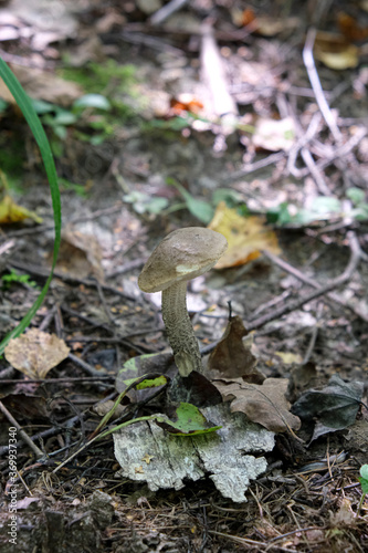 A poisonous mushroom called toadstool. The mushroom grows in the forest. 