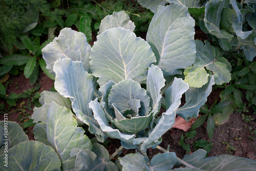A cabbage plant with large leaves grows in a garden bed