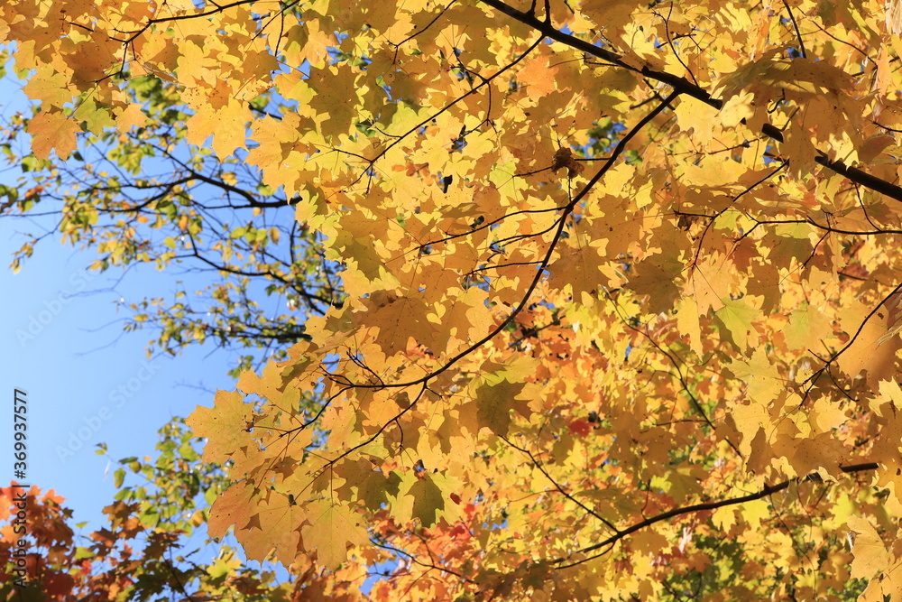 カナダのトロント郊外のハートレーク保護公園 Heart Lake Conservation Park カナダのトロント郊外のハートレーク保護公園 Heart Lake Conservation Park