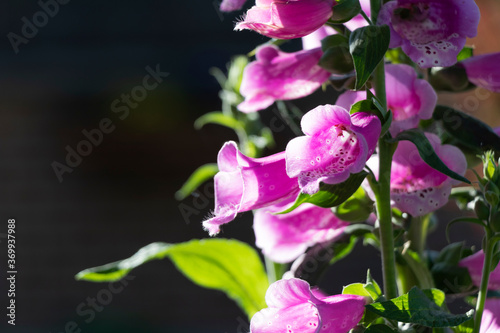 Fotografie close up of beautiful violet flowers Foxglove or Digitalis flowers in the garden with black background