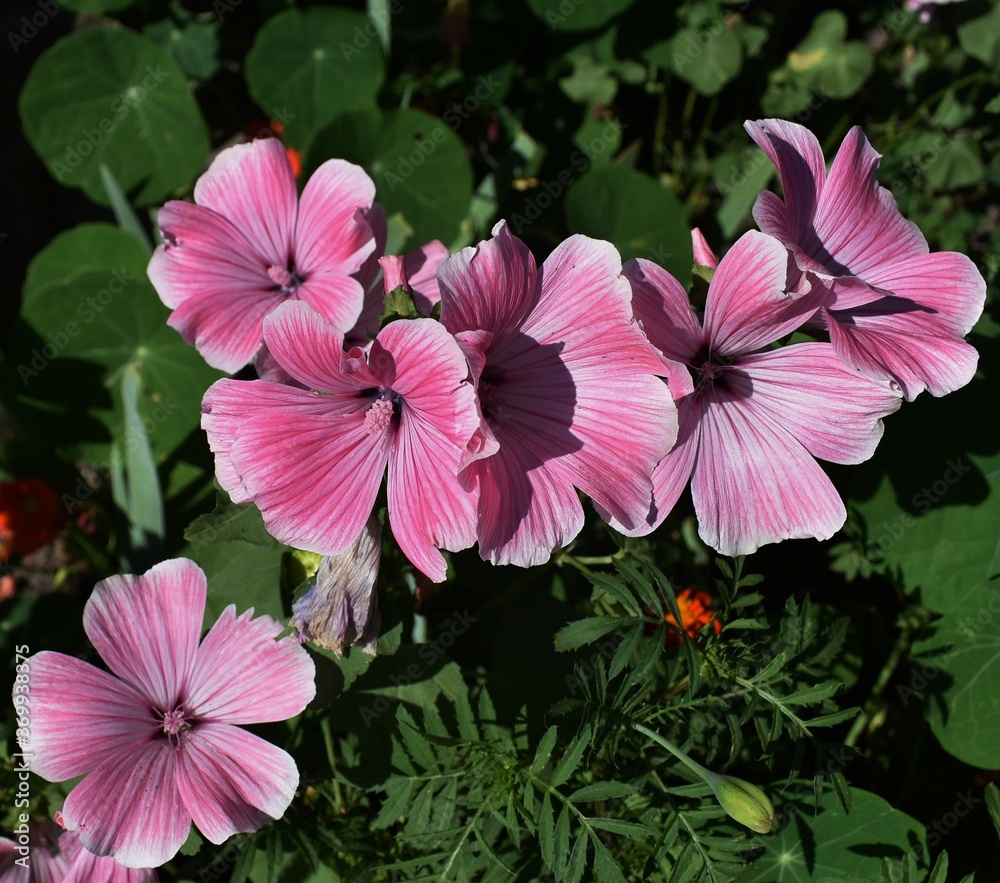 pink flowers in the garden pink flowers in the garden