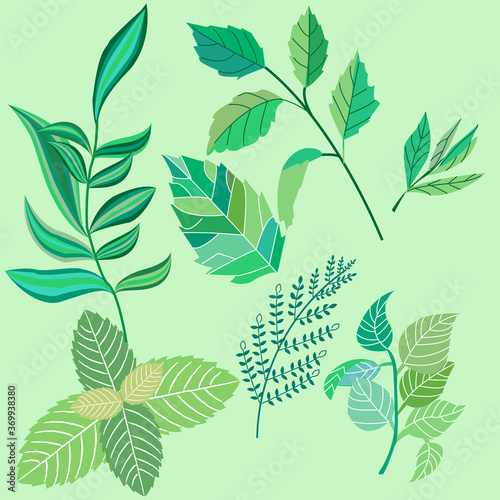 Set the leaves and twigs of various plants, a very good illustration for the kitchen, garden, books, tea