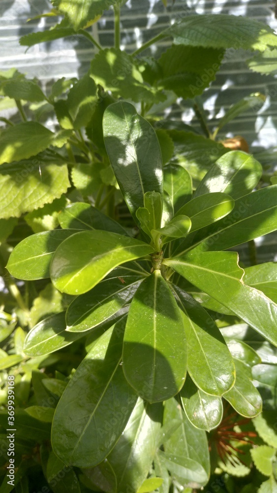 green leaves in the sun