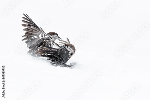 The shot, battle between Eurasian nutcrackers on snow (Nucifraga caryocatactes)