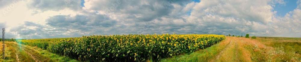 Sunflower field in the afternoon. Panorama of beautiful nature landscape. Farm field idyllic scene Sunflower field in the afternoon. Panorama of beautiful nature landscape. Farm field idyllic scene