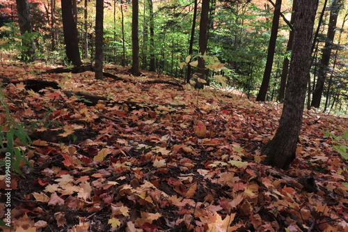 カナダのトロント郊外のハートレーク保護公園 Heart Lake Conservation Park