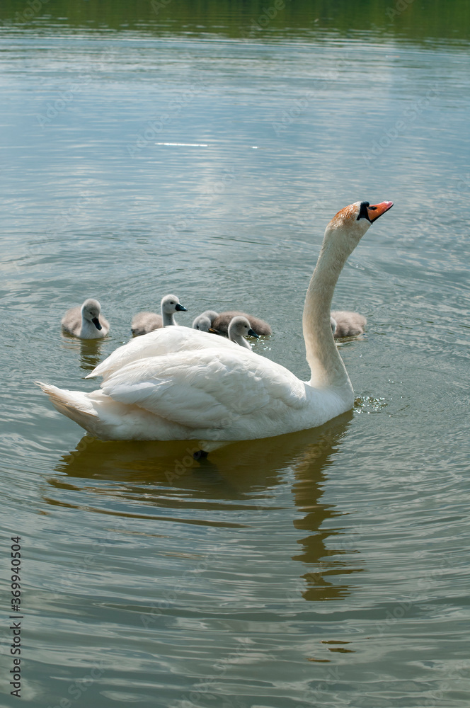 Fototapeta premium a white swan female with small swans swims in a pond