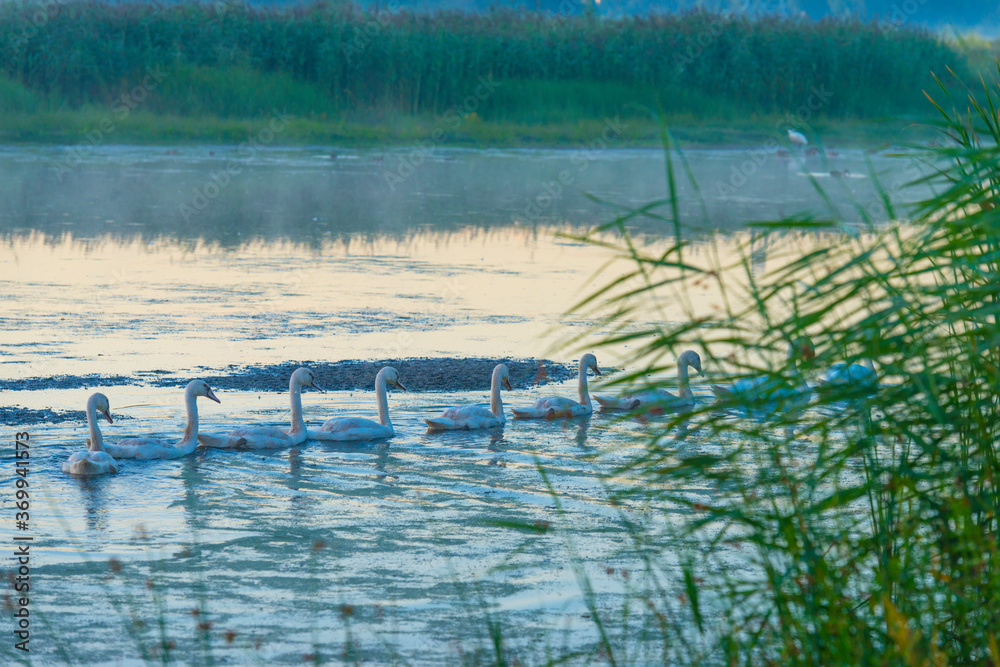 Swans with cygnets swimming along the edge of a  a misty lake with reed at dawn in an early summer morning, Almere, Flevoland, The Netherlands, August 6, 2020