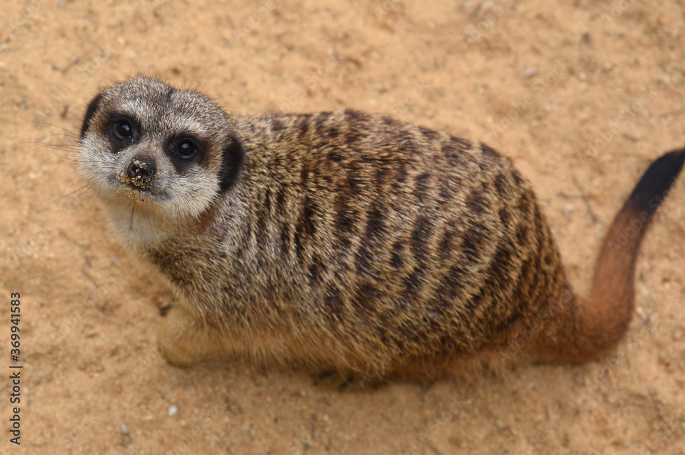 Fototapeta premium animal in a zoo