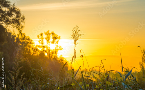 Wild flowers in a bright field at sunrise in an early summer morning with a blue sky, Almere, Flevoland, The Netherlands, August 6, 2020 