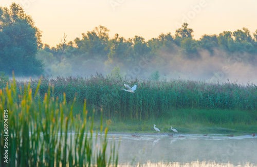 The edge of a foggy lake at sunrise in an early bright summer morning with a blue sky in sunlight, Almere, Flevoland, The Netherlands, August 6, 2020