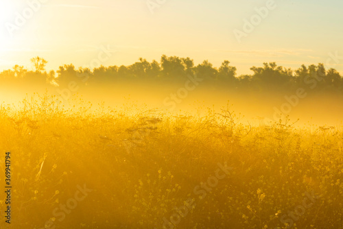 The edge of a foggy lake at sunrise in an early bright summer morning with a blue sky in sunlight, Almere, Flevoland, The Netherlands, August 6, 2020 © Naj