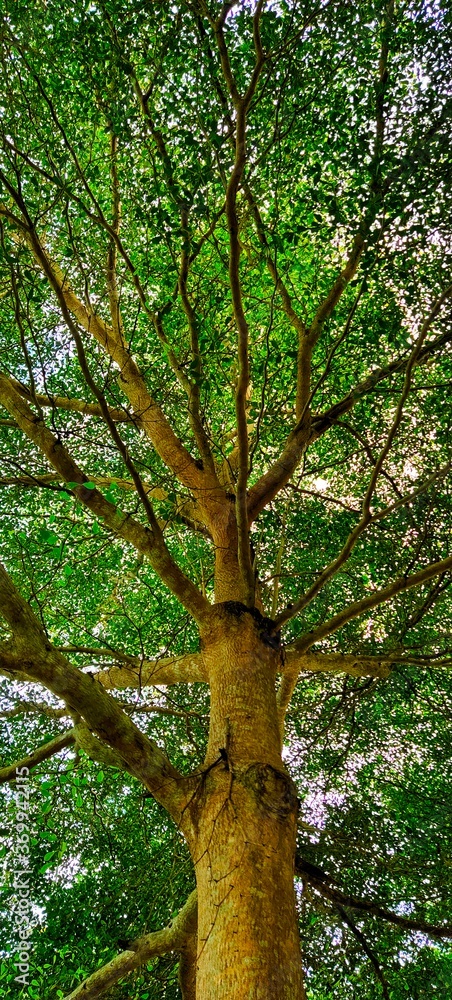 trees in the forest