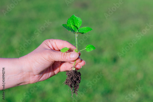 Εκτύπωση καμβά Weed is removing from field by hand pulling