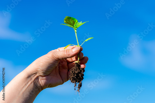 Weed is removing from field by hand pulling. Uprooted weed plant in farmer's hand on blured sky