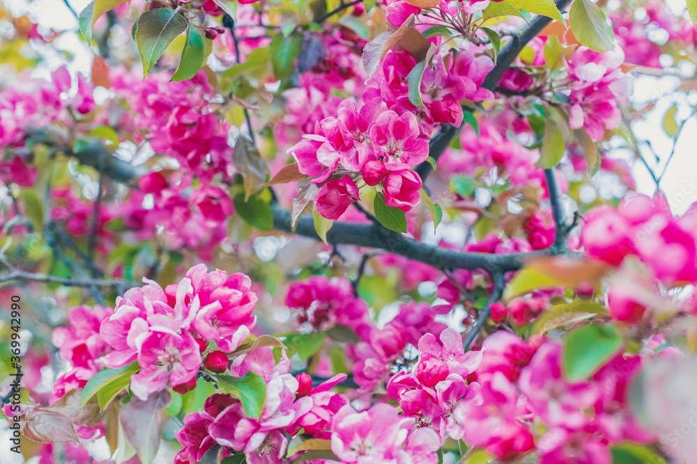 Pink paradise apple blossom in garden, soft focus