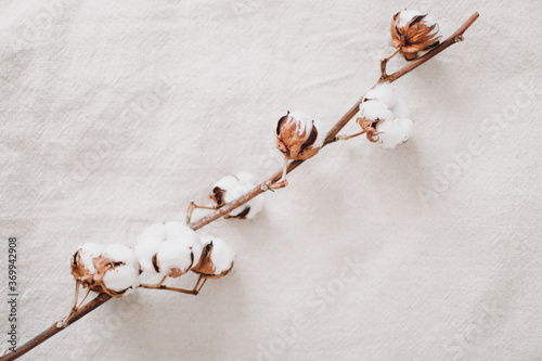 Cotton branch on white background. Dried fluffy cotton flowers. Floral Background. space for text, selective focus 