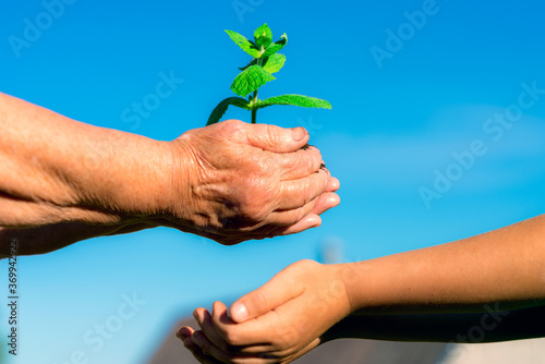 Old caucasian grandma Giving Young Plant To A Child - New Life To New Generation