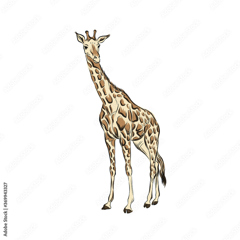 vector figure of giraffe isolated on white background