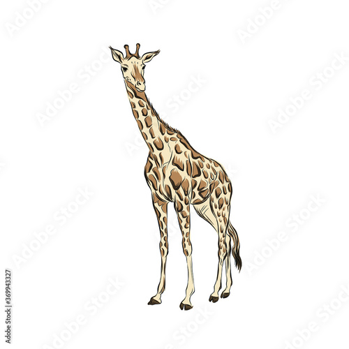 vector figure of giraffe isolated on white background