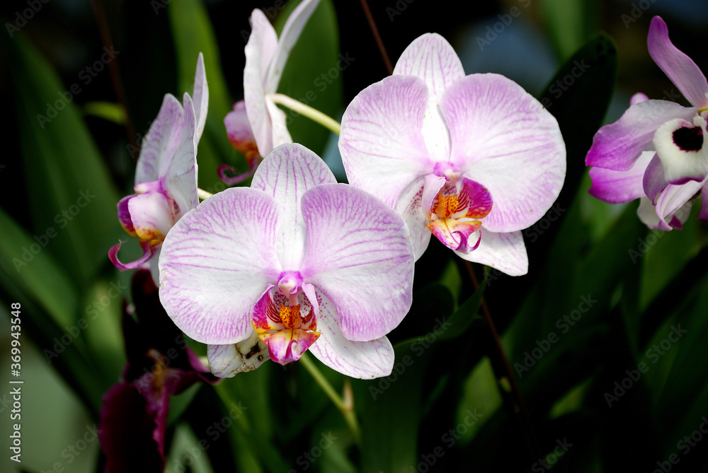 Phanelosia. Orquídea Venezolana foto de Stock | Adobe Stock