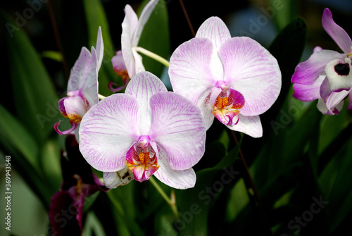 Phanelosia. Orquídea Venezolana