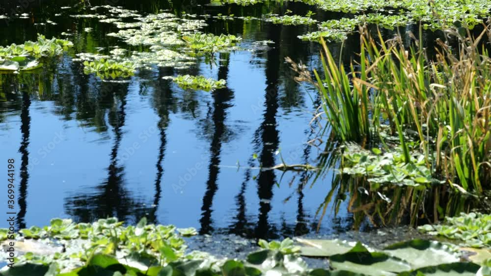 Palm trees reflecting in a lily pond in the summertime slow motion
Palm trees reflecting in a lily pond in the summertime slow motion