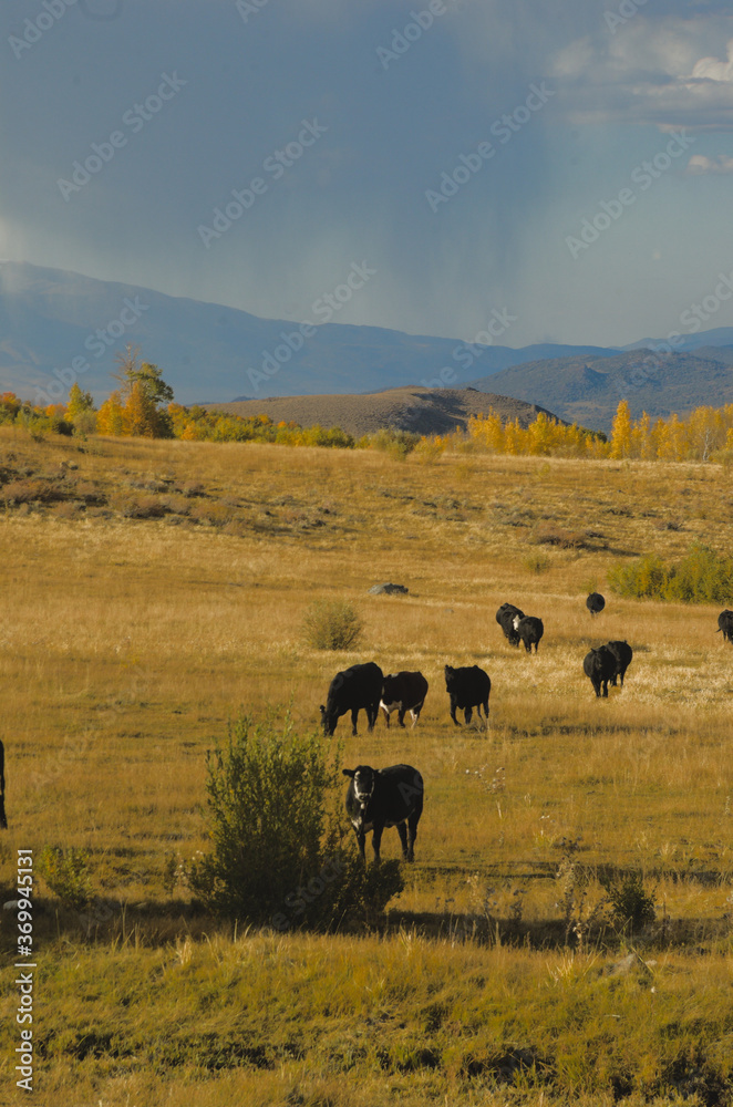 Stormy weather in the mountains and pleasant pasture scene with golden field and cattle gazing in thei landscape eastern sid e of California filled with serenity, inspirition, mother nature grow, hope