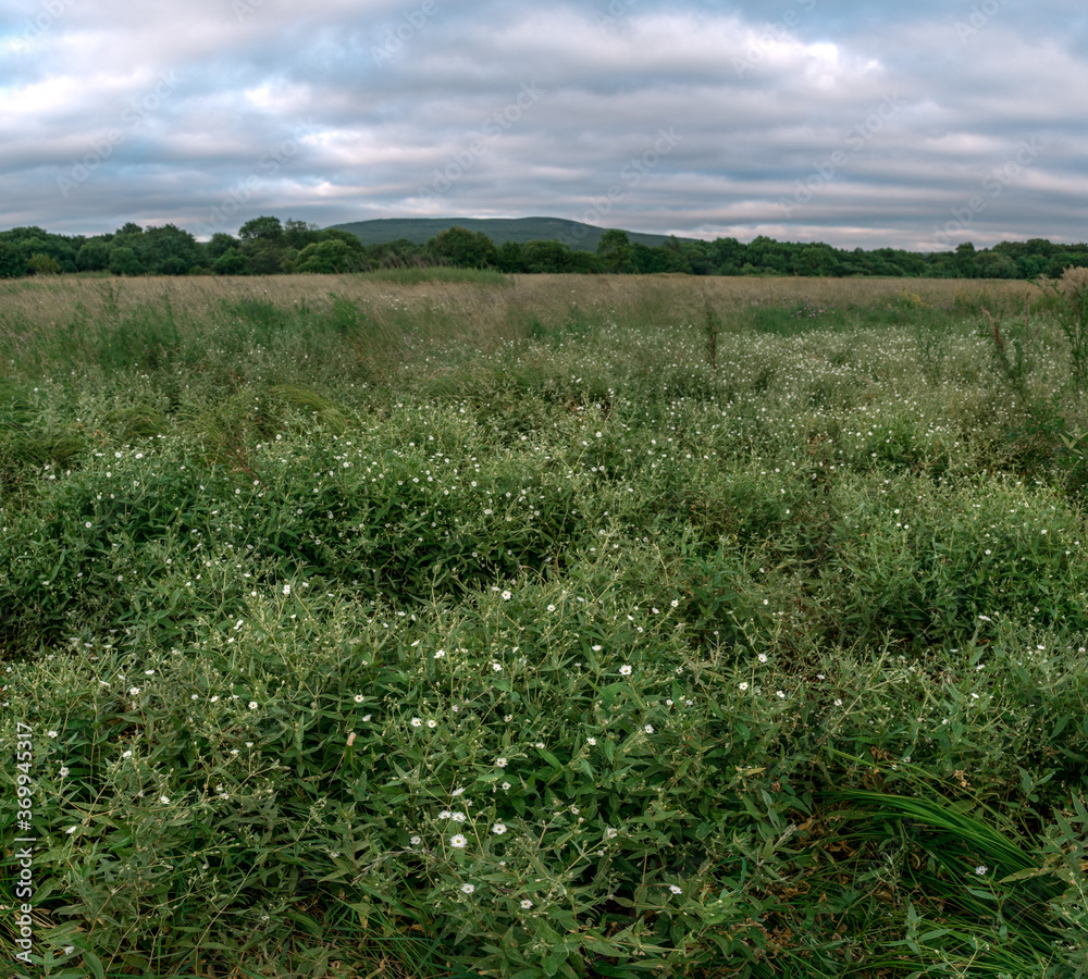 Green field with small white flowers