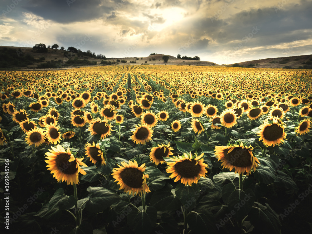 Obraz premium sunflower field at sunset