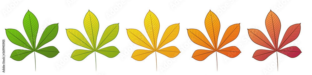 Obraz premium The chestnut leaf. A set of different colors. Isolated on a white background. Vector illustration